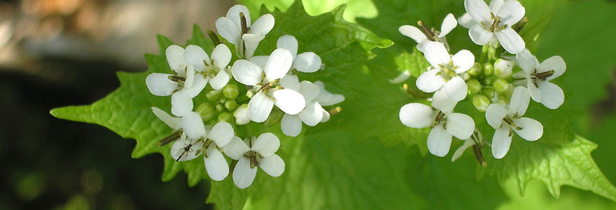 alliaria petiolata