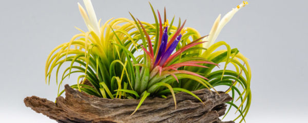 Tillandsia